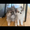 2 Pomeranian Puppies