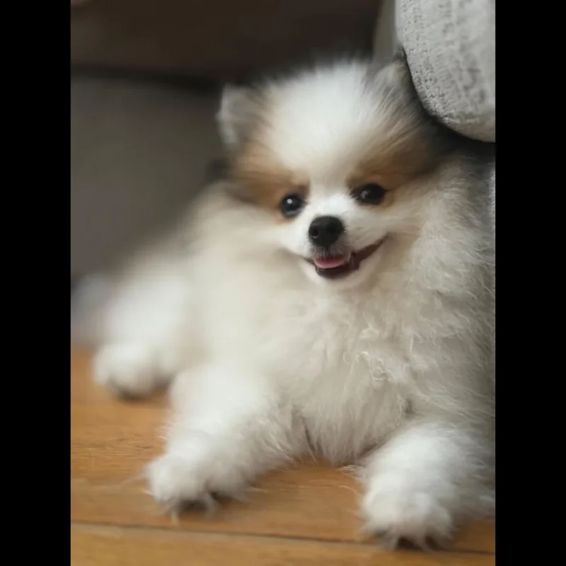 teacup pomeranian puppies for adoption in usa
