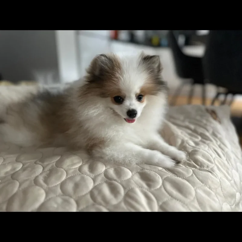 buy teacup pomeranian puppies in usa