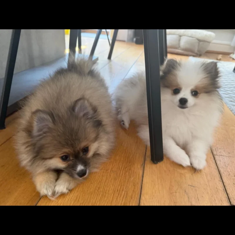 teacup pomeranian puppies for sale in usa