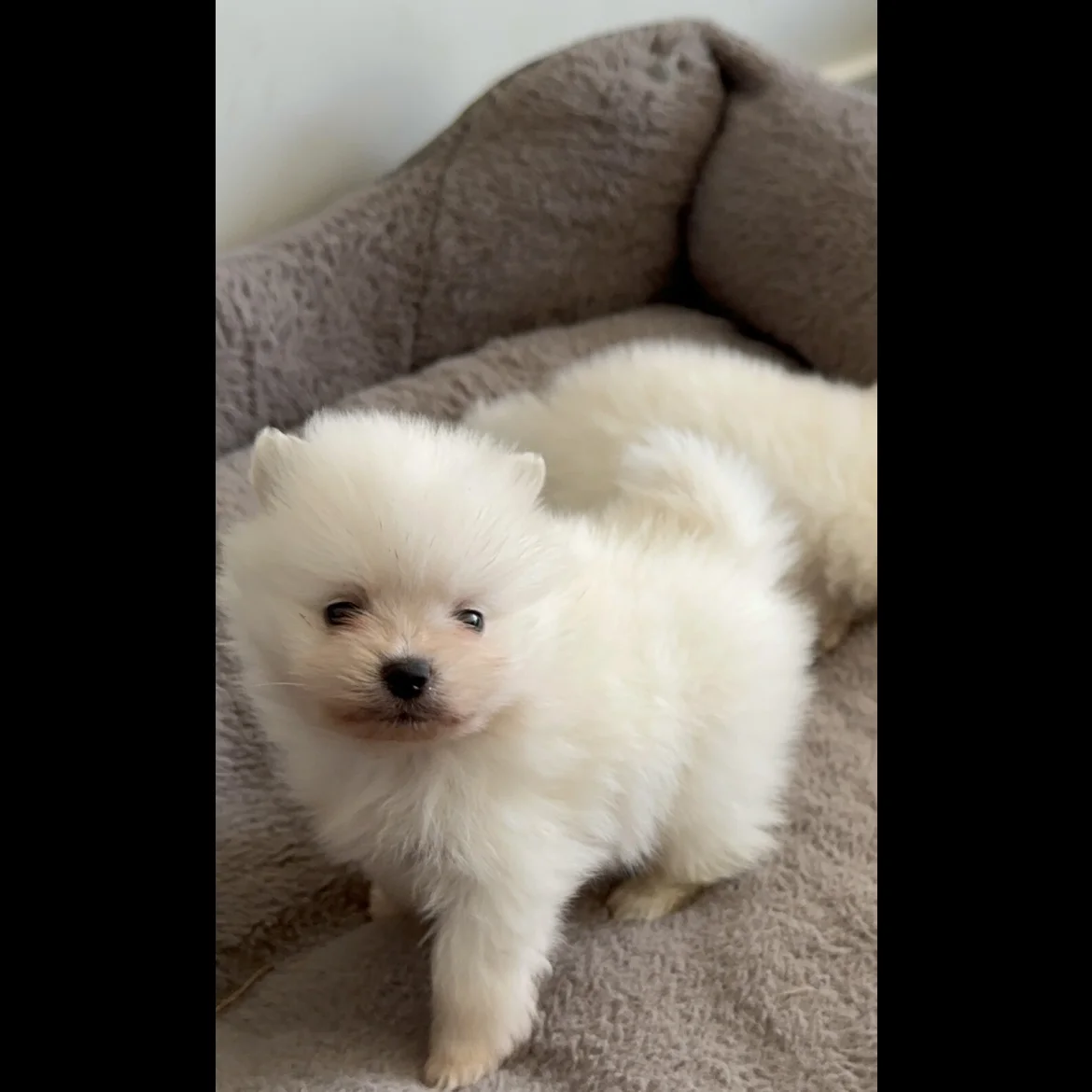 3 white Pomeranian puppies