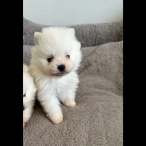 teacup pomeranian puppies for adoption $250 in uk
