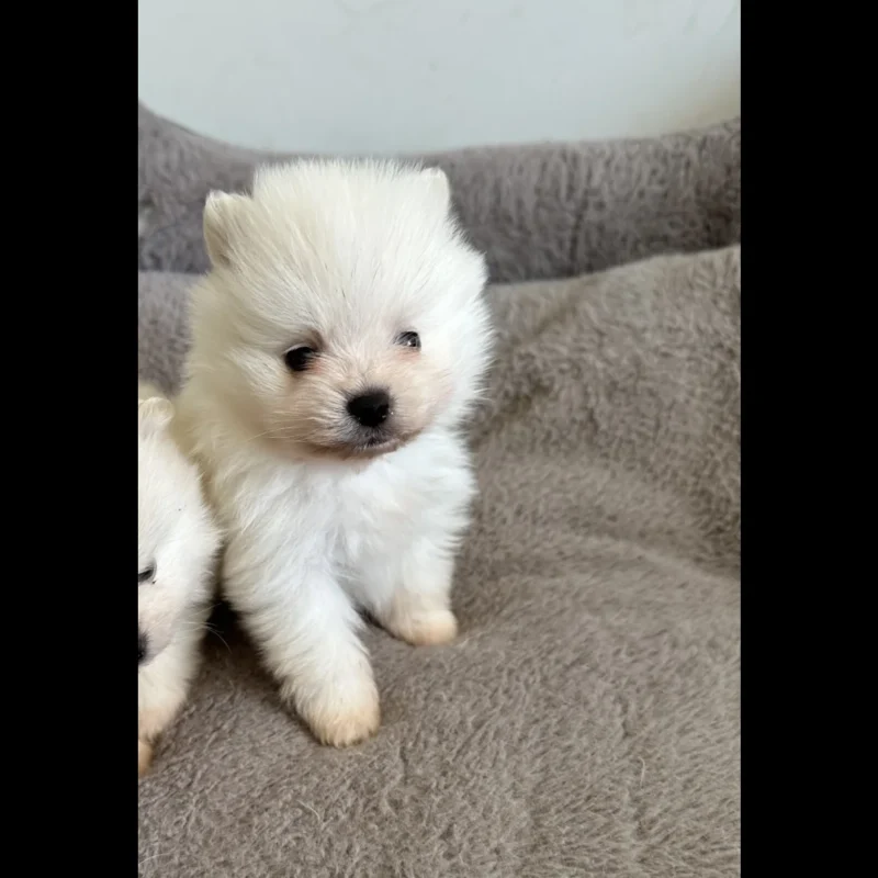teacup pomeranian puppies for adoption $250 in uk