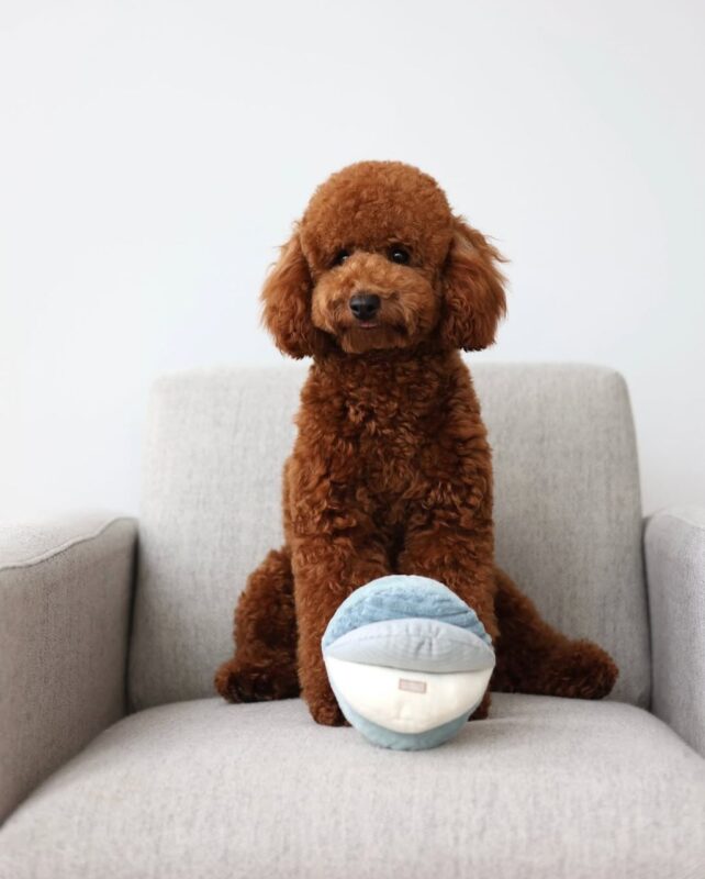 Toy Poodle Puppy for sale in USA