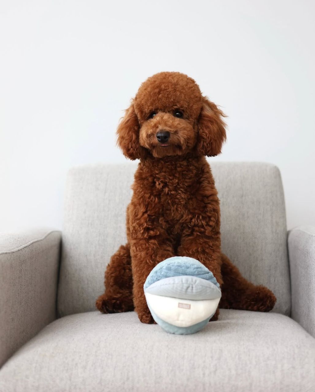 Toy Poodle Puppy for sale in USA