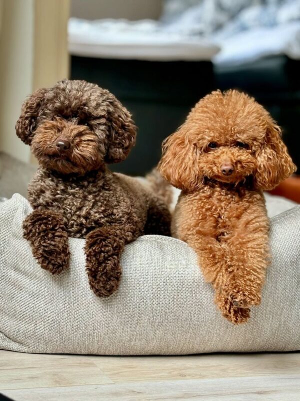Toy poodle puppies for sale in usa