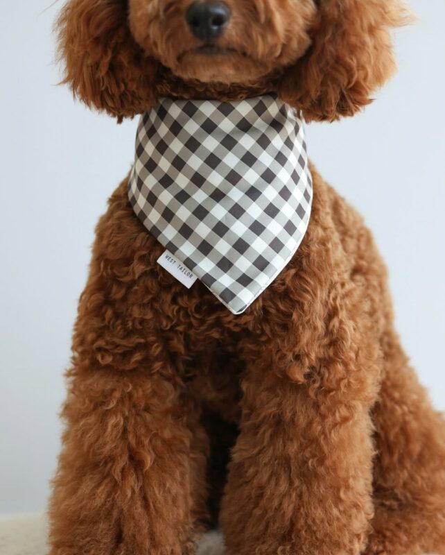 toy poodle dogs and puppies for sale in usa