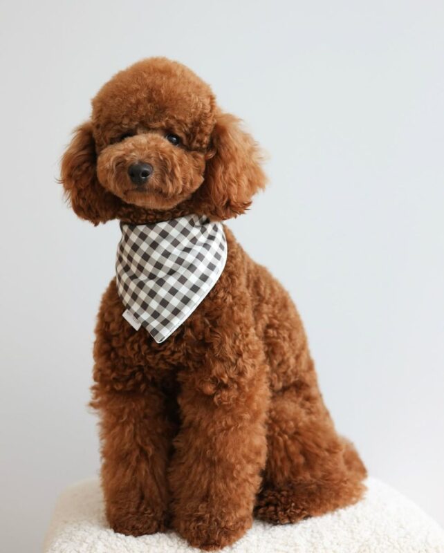 Buy toy poodle puppy in usa