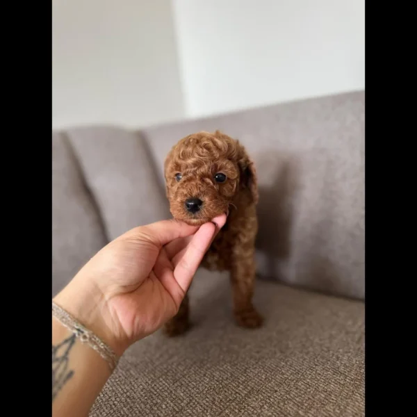 Asian red brown toy poodle puppies
