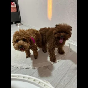Toy poodle puppies
