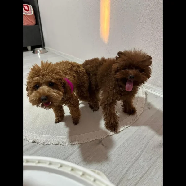 Toy poodle puppies