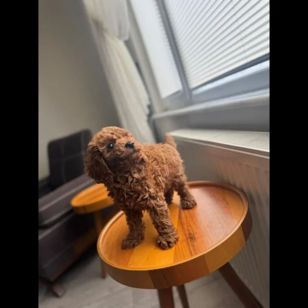 Toy poodle puppies