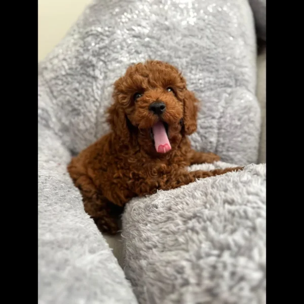 Toy poodle puppy