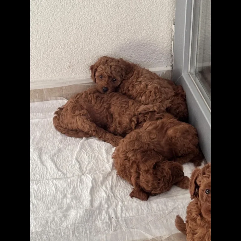 Brown toy poodle puppy