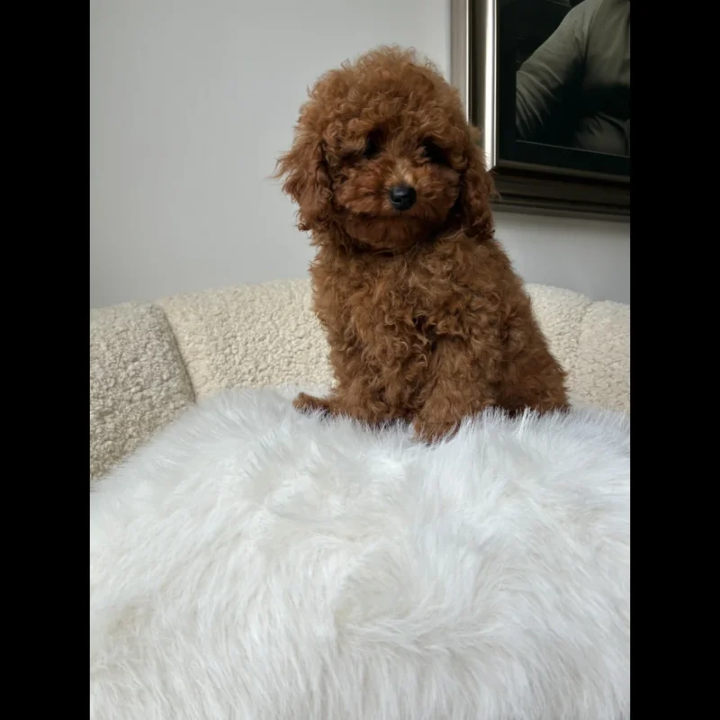 toy poodle for sale
