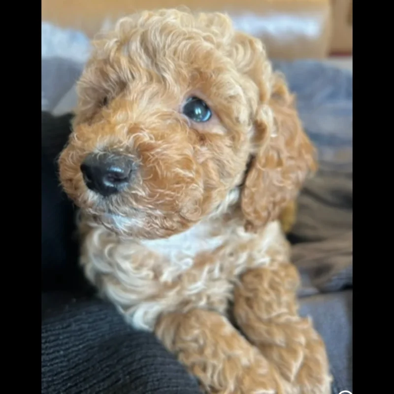 Toy poodle puppies for adoption near me