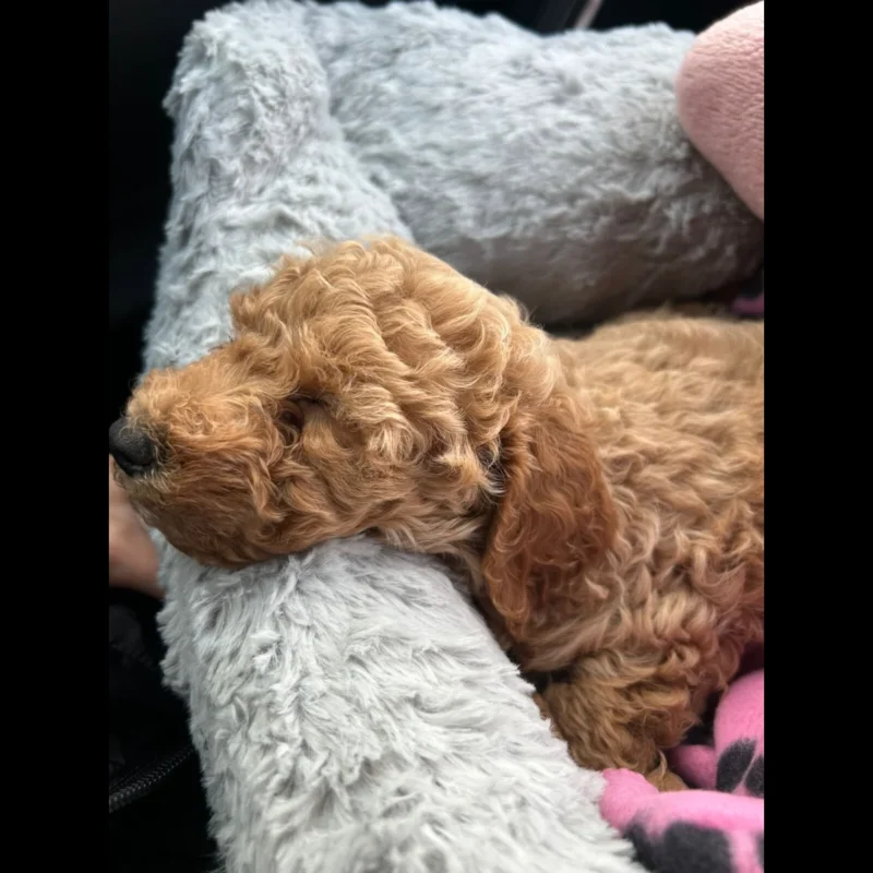 Toy poodle greenfield puppies