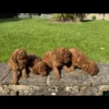 Dark Red Miniature Poodle Puppies