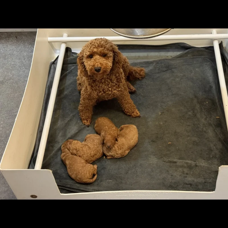 miniature poodle puppies