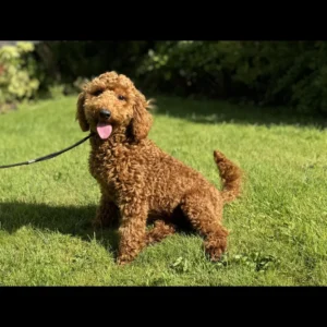 Toy poodle dogs and puppies