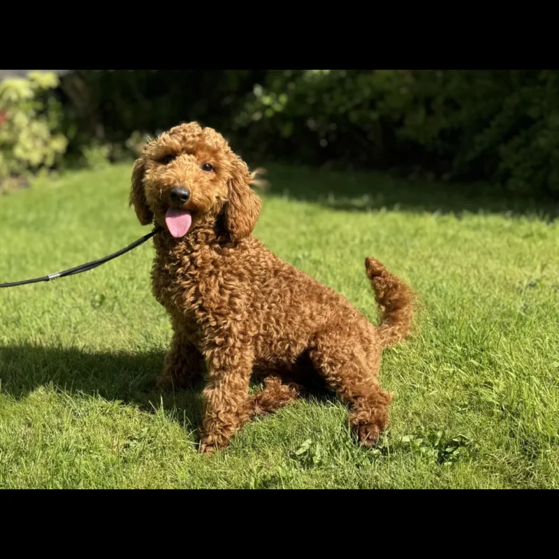 Toy poodle dogs and puppies