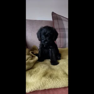 miniature poodle puppies for sale near me