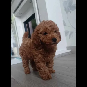 toy poodles for sale
