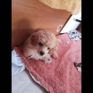 KC reg boy toy Poodle