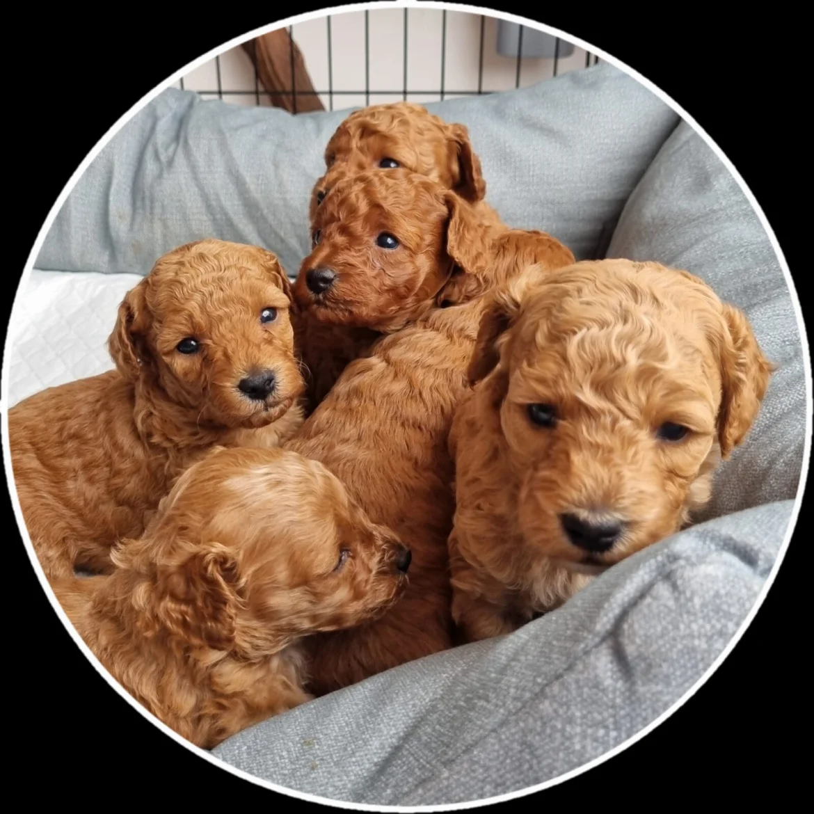 Miniature Poodle Puppies
