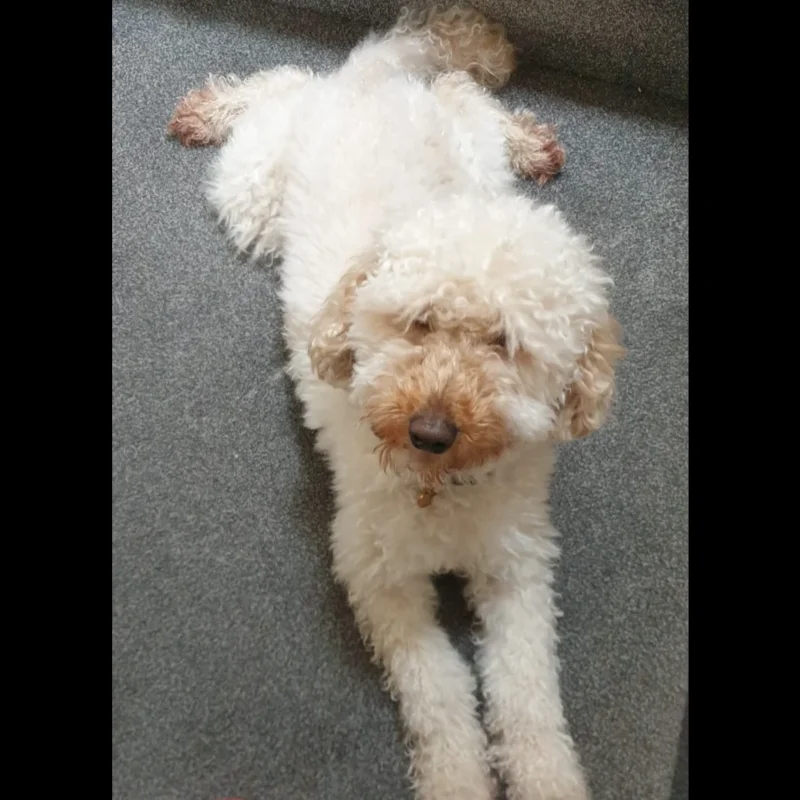 brown toy poodle puppy for adoption in usa