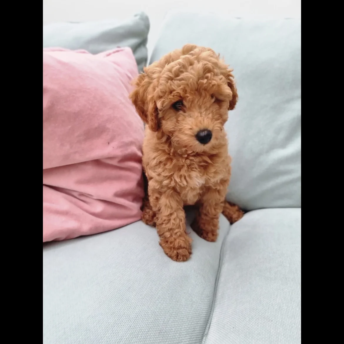 Toy poodle puppies for sale near me