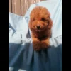 Miniature poodle