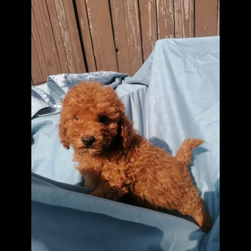 Miniature poodles for sale