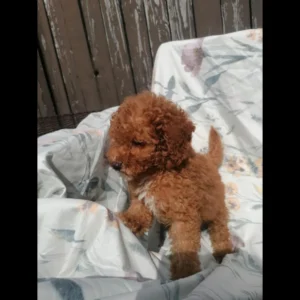 Buy miniature poodle puppy