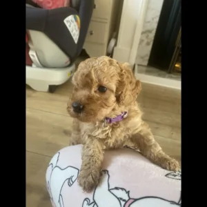 Miniature toy poodle