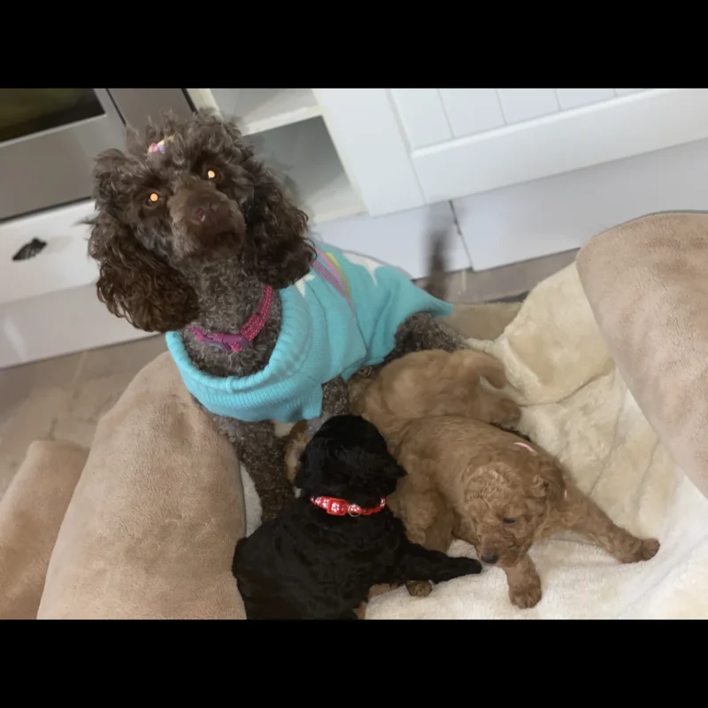 Miniature poodle breeders