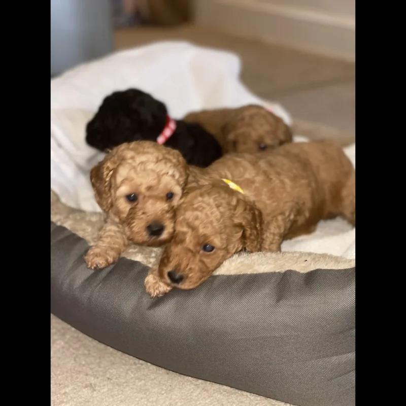 Toy poodle full grown