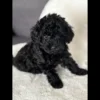 Nate Toy poodle puppies