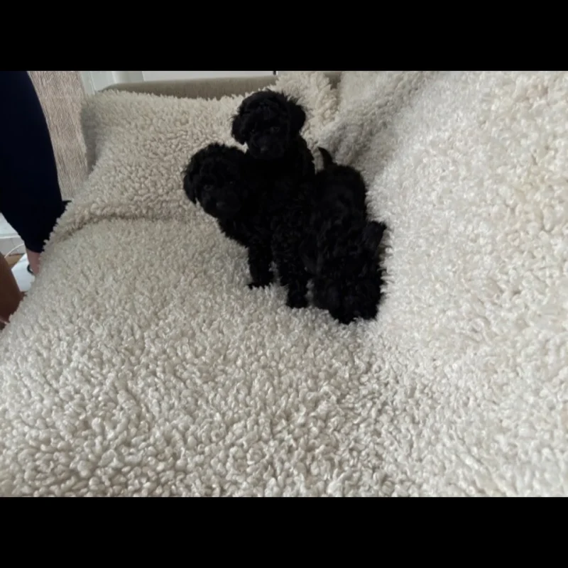 toy poodle puppies for adoption in usa