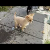 Pomeranian cross Frenchie girl