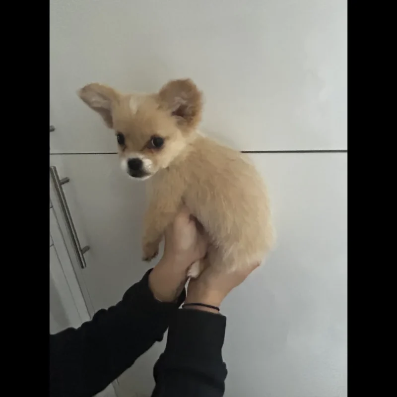 teacup pomeranian puppies for adoption in uk
