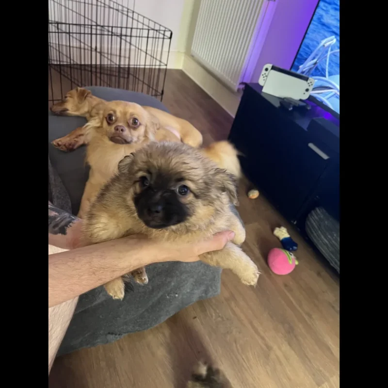 teacup pomeranian buy