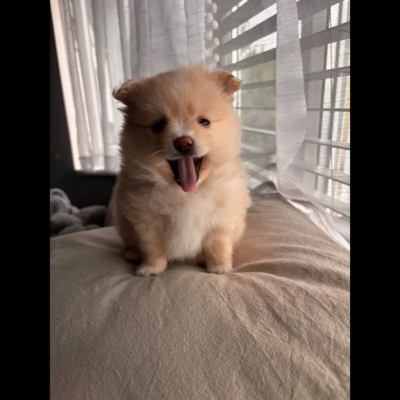 Pomeranian