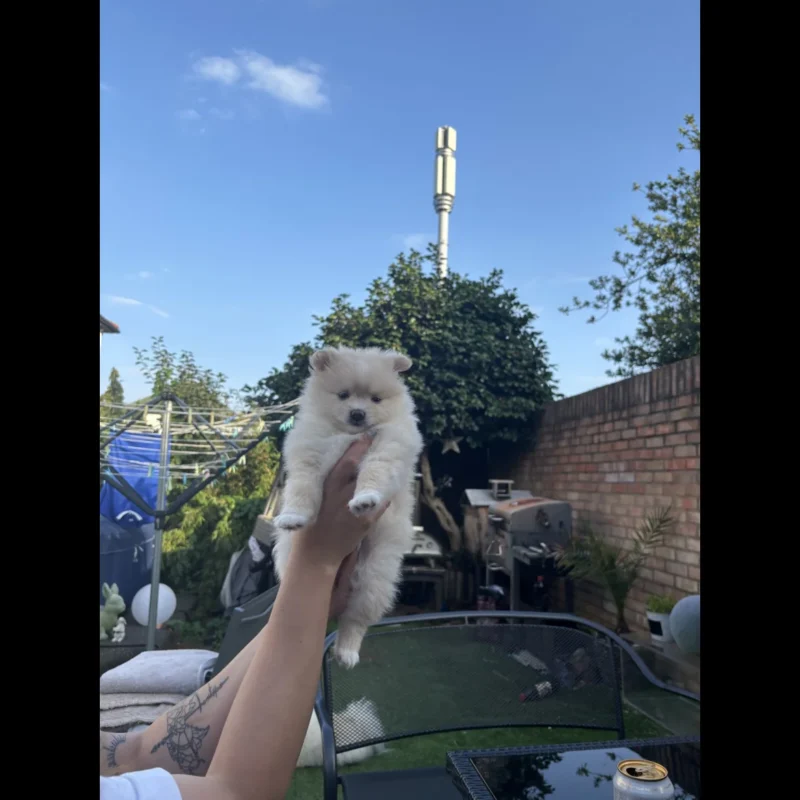 buy teacup pomeranian puppies for $250 in usa