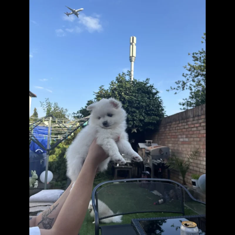 pomeranian teacup pomeranian puppies for adoption in usa