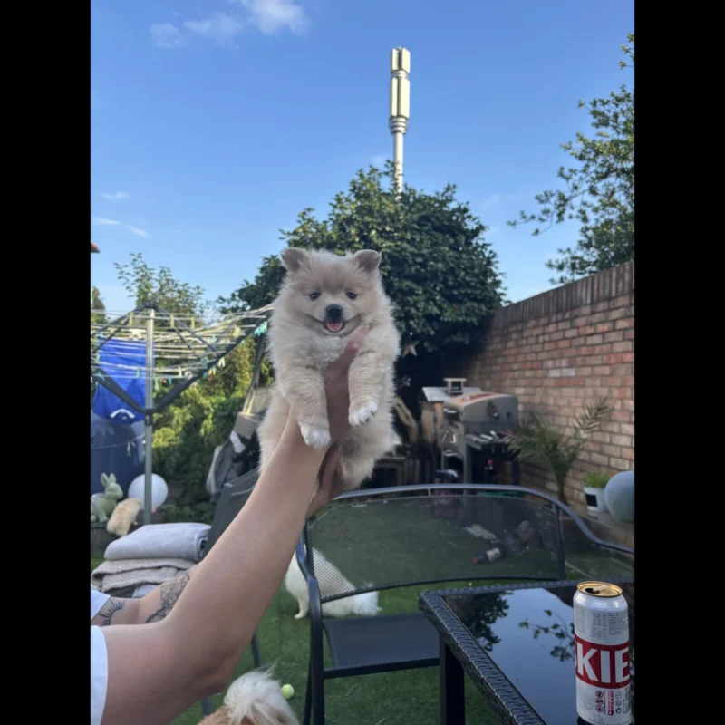pomeranian teacup pomeranian puppies for sale in usa