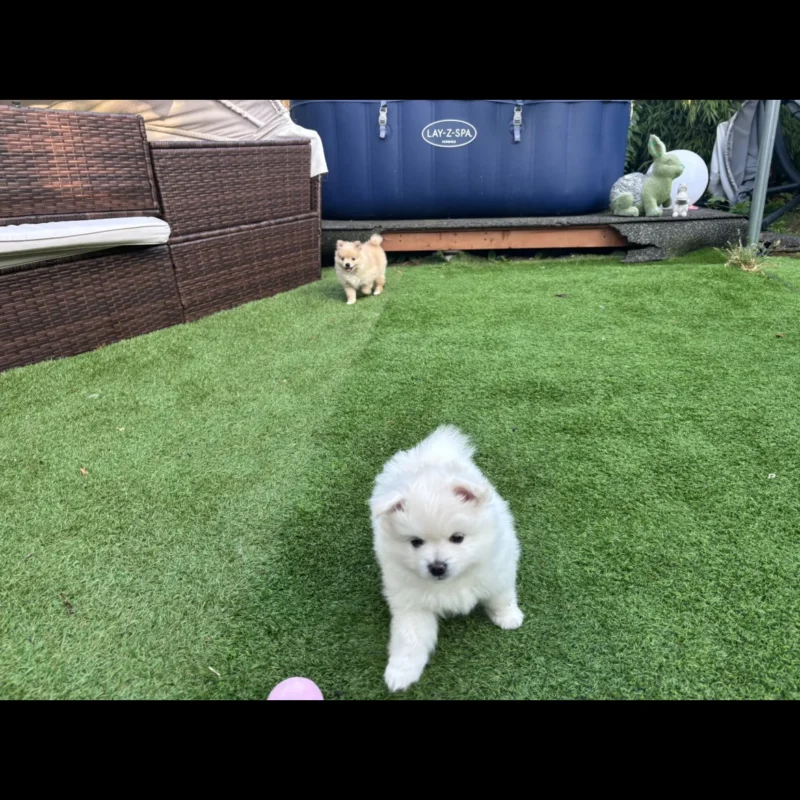 buy pomeranian teacup pomeranian puppies in usa