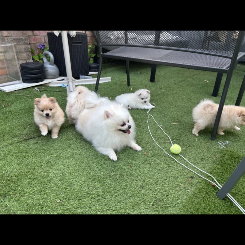 pomeranian puppies in teacups for adoption in usa