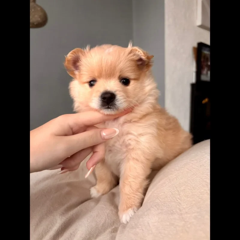 buy pomeranian puppies in teacups in uk
