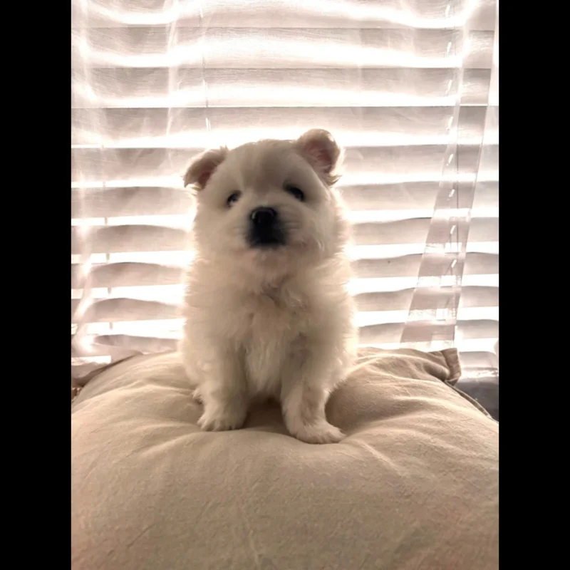 Teacup pomeranian puppies for sale